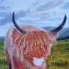 Knit your own Scotland by Jackie Holt and Ruth Bailey - Image 12