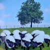 Knit your own Scotland by Jackie Holt and Ruth Bailey - Image 16